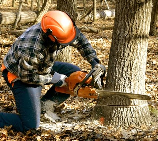 Tree Removal in Weston, VT
